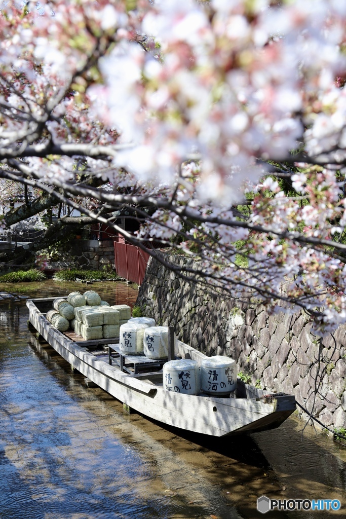 桜と高瀬舟