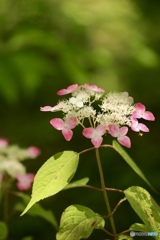紫陽花　３