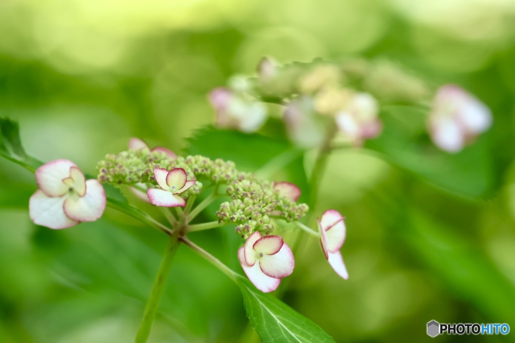 紫陽花