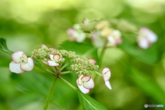 紫陽花