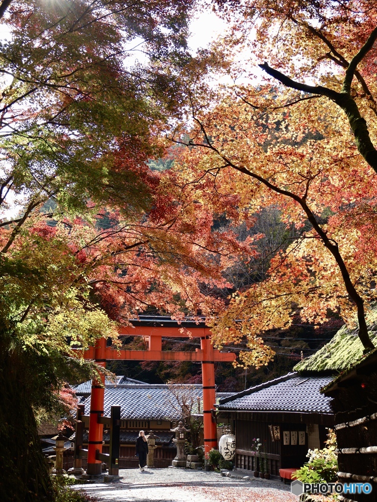 紅　葉