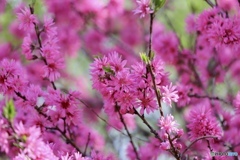 菊　桃
