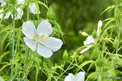夏の花