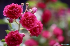 薔薇が咲いた