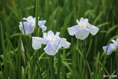 花菖蒲　２