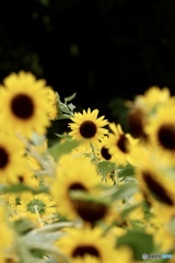 夏の花