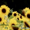 夏の花