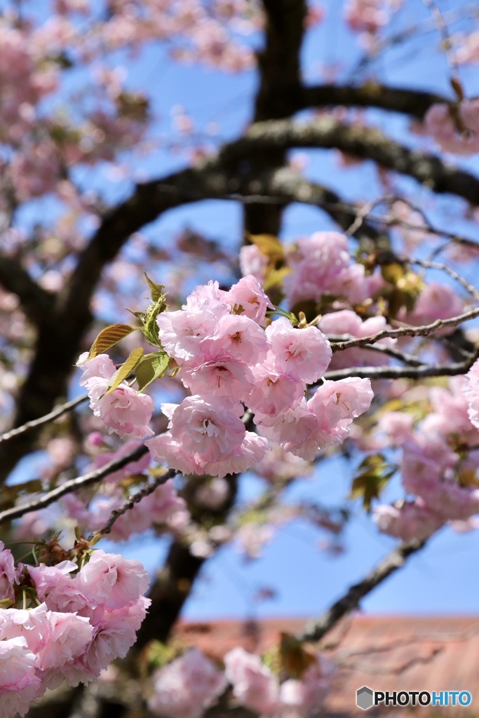 黒田の百年桜　２