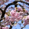 黒田の百年桜　２