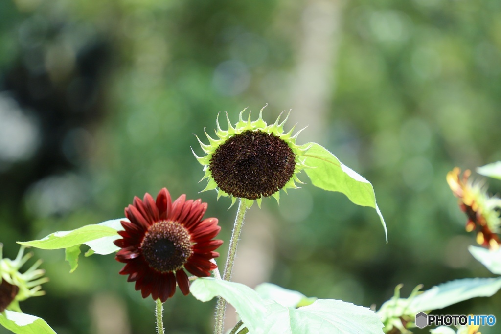 夏の花