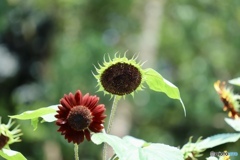 夏の花