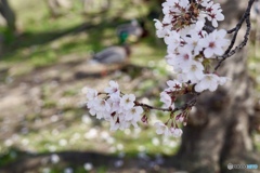 桜　９