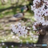 桜　９