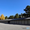 銀杏