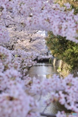 桜　９