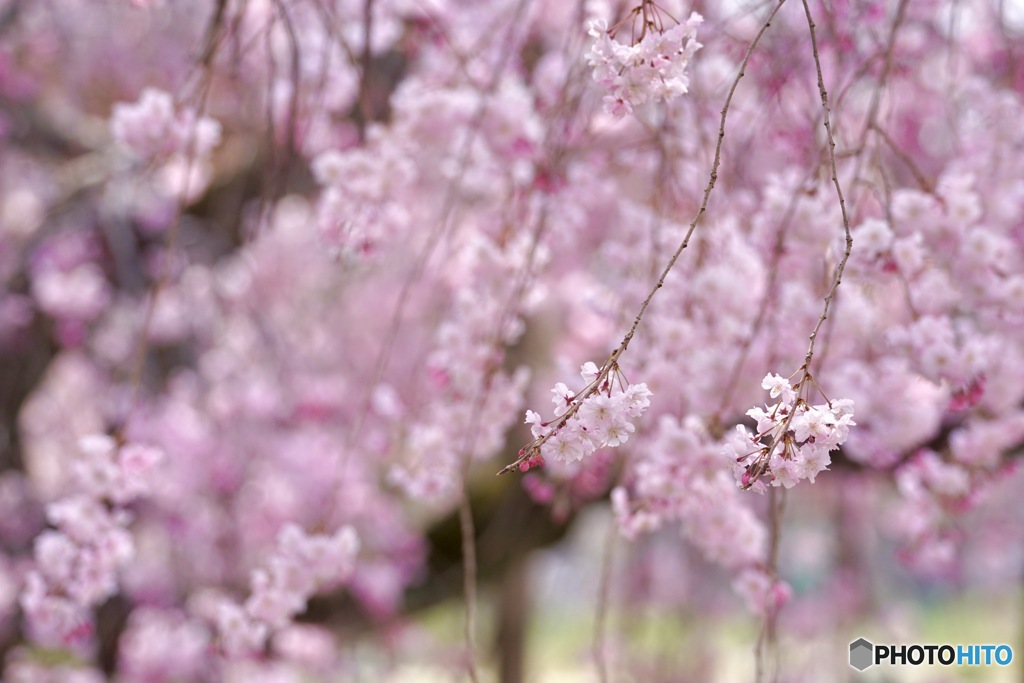 桜　１５