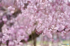 桜　１５