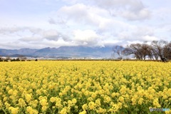 湖岸の寒咲花菜