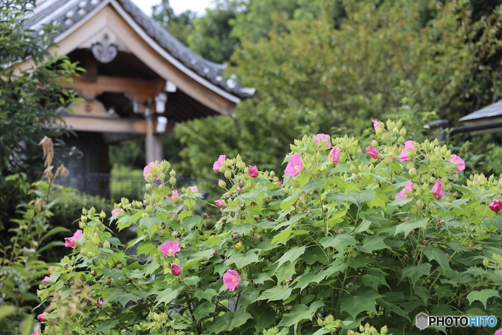 芙蓉