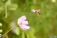 秋桜にホウジャク