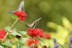 美味しいね １２