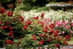 薔薇園