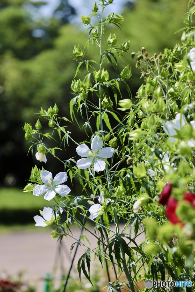 夏の花