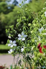 夏の花