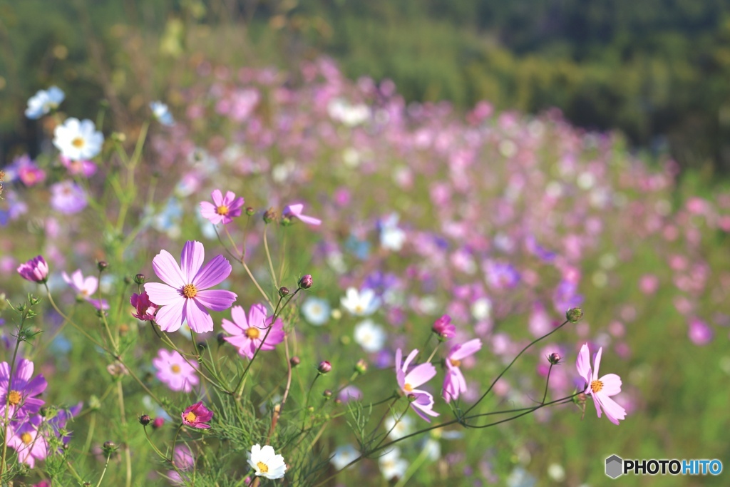 秋　桜　２