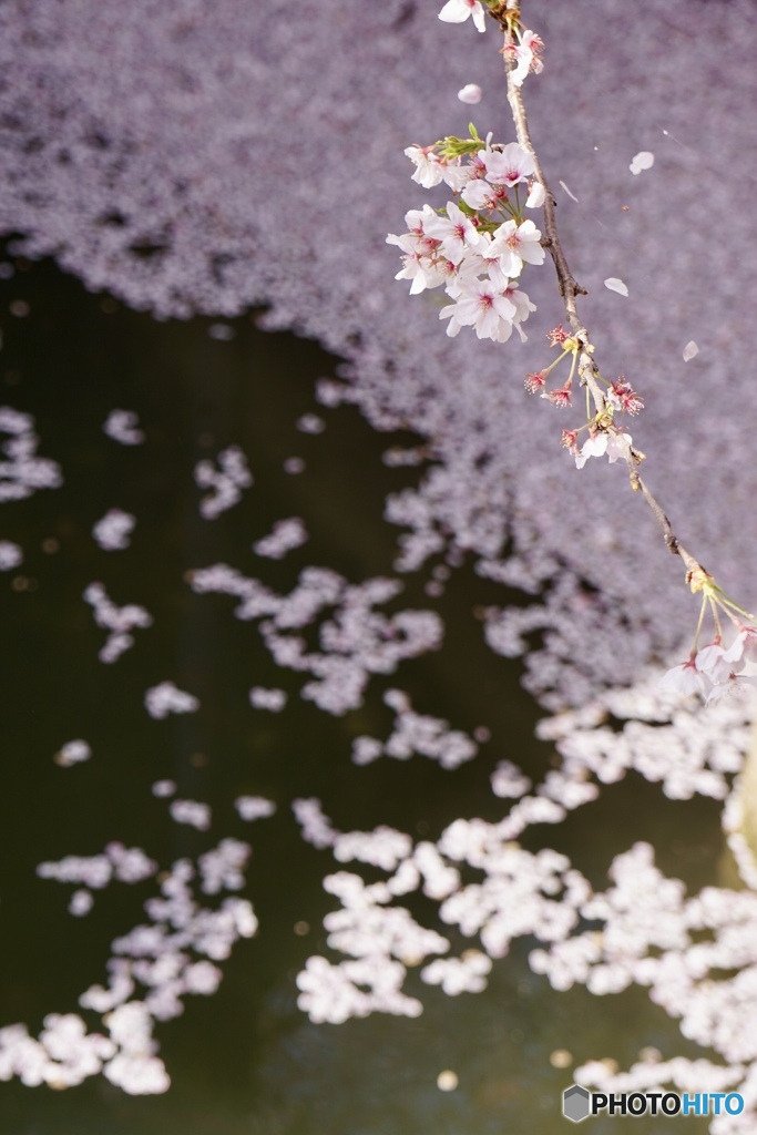 桜　１６