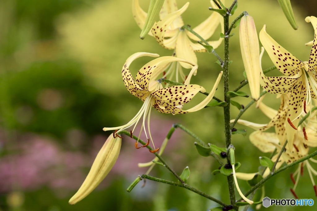 夏の花　１０