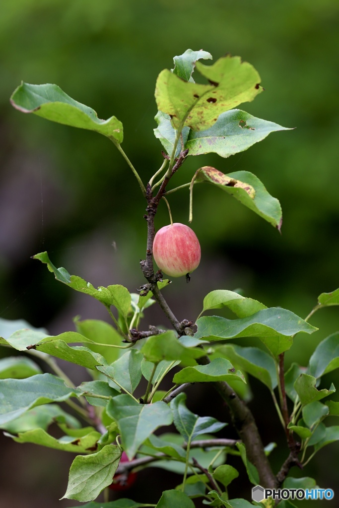 クラブアップル