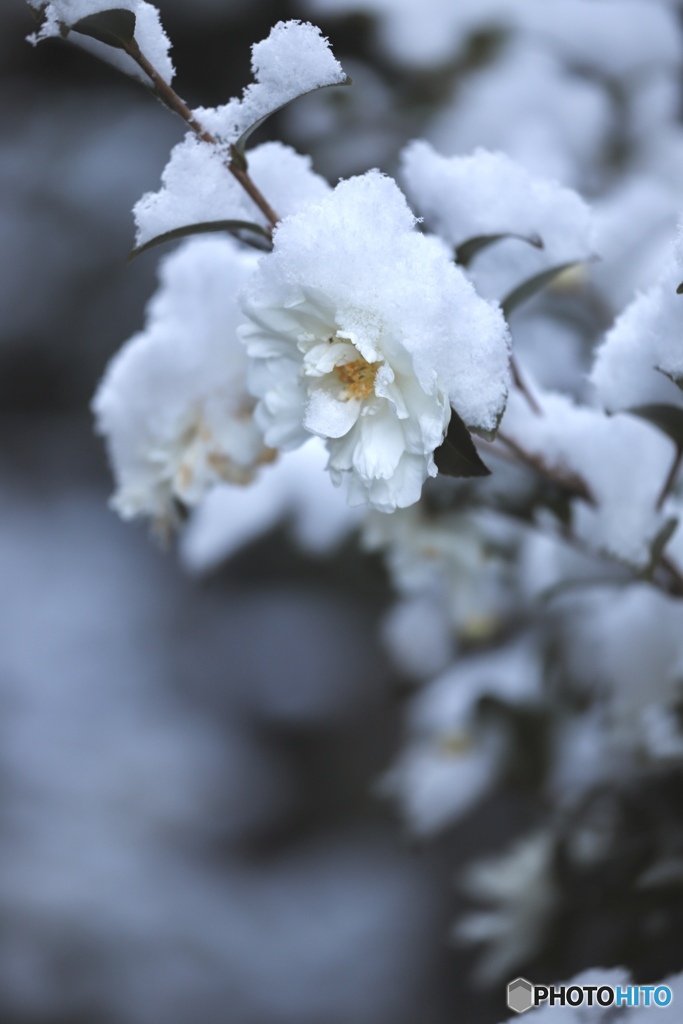 雪帽子