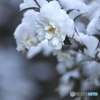 雪帽子