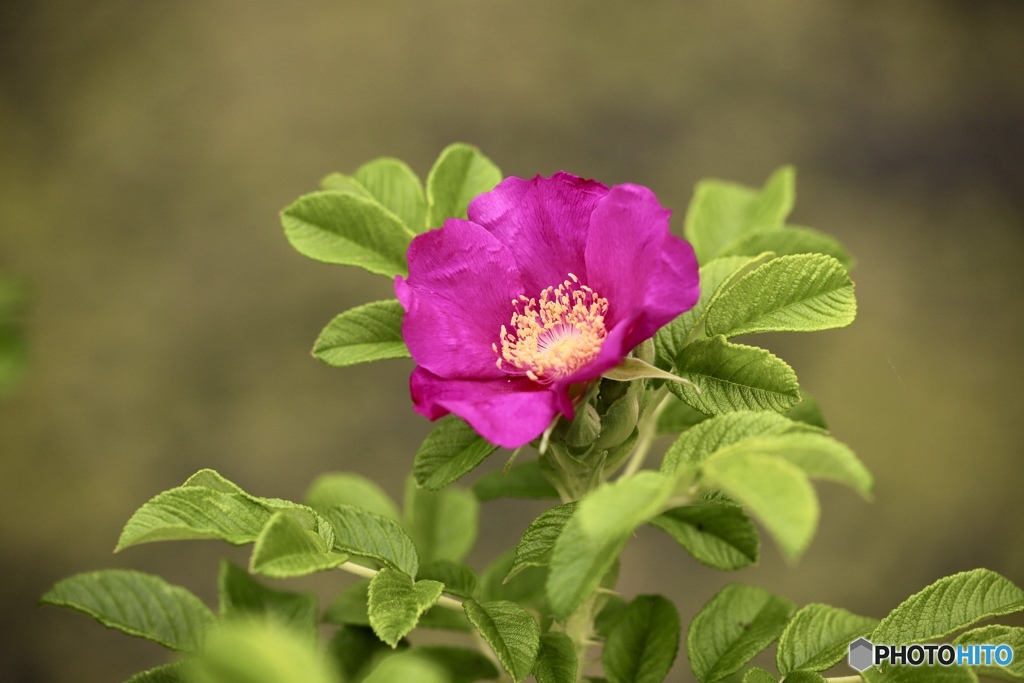 夏の花　２