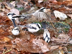 エナ　ファイブ