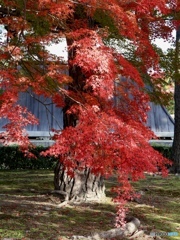 紅　葉