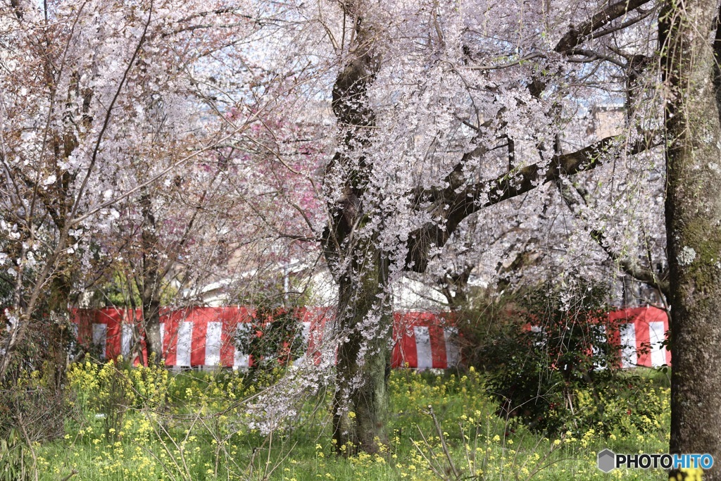 桜　１０