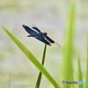 チョウトンボ