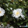 山茶花