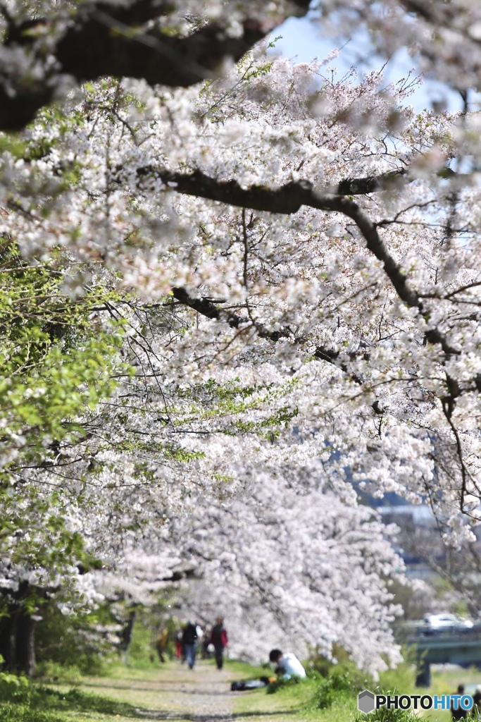 桜の散歩道