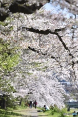 桜の散歩道