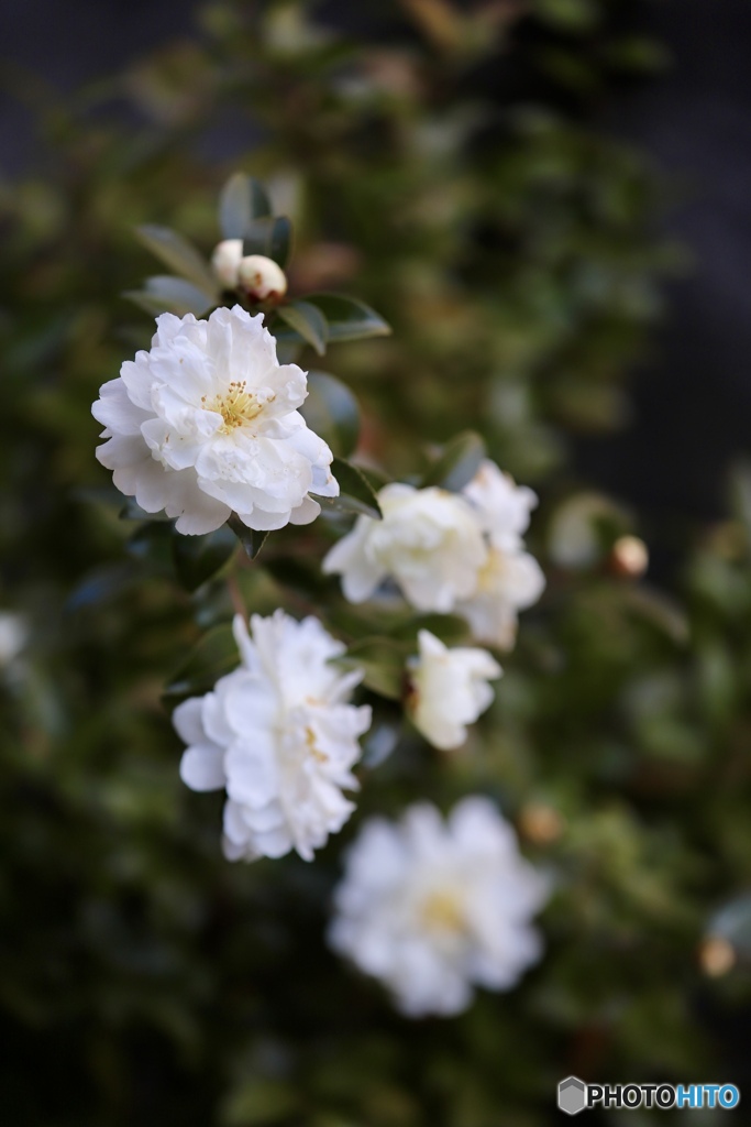 山茶花