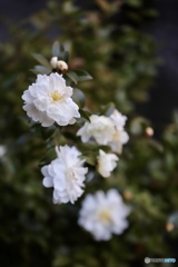 山茶花
