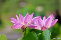 夏の花