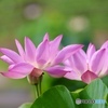 夏の花