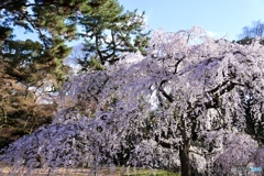 桜　３