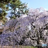 桜　３