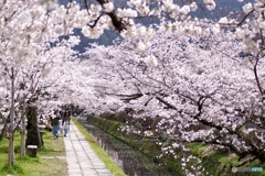 桜　４