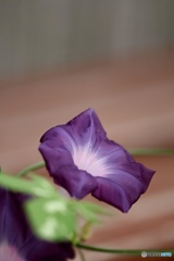 夏の花